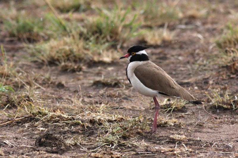 Black-headed Lapwing (Vanellus tectus)