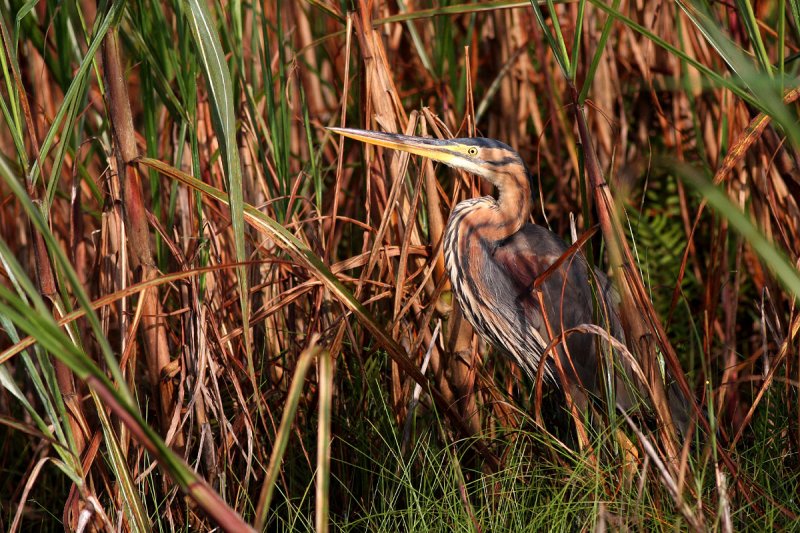 Purple Heron (Ardea purpurea)
