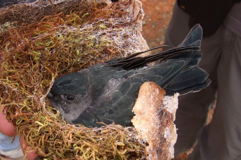 Grey-rumped Swiftlet (Collocalia marginata)