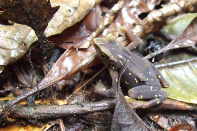 Pirre Range Stubfoot Toad (Atelopus glyphus)