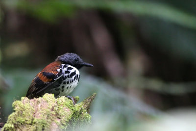 Spotted Antbird (Hylophylax n. naevioides)