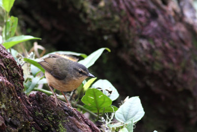 Buff-rumped Warbler (Myiothlypis fulvicauda semicervina)