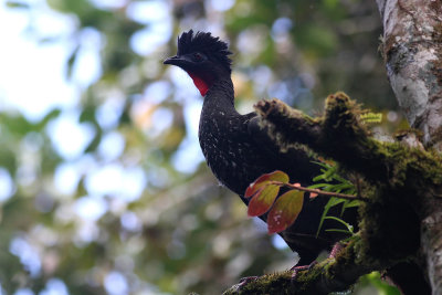 Crested Guan (Penelope purpurascens)