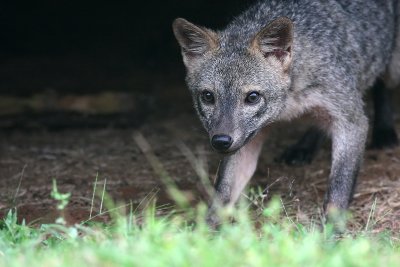 Crab-eating Fox (Cerdocyon thous aquilus)