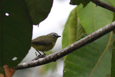 Brown-capped Tyrannulet (Ornithion brunneicapillus)