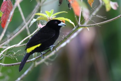 Lemon-rumped Tanager (Ramphocelus icteronotus)