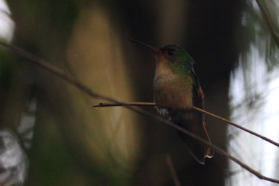 Pirre Hummingbird (Goethalsia bella)