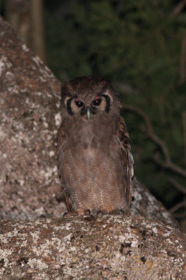 Verreaux's Eagle-Owl (Nyctaetus lacteus)