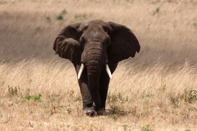 African Savanna Elephant (Loxodonta africana)