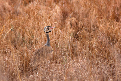 White-bellied Bustard (Eupodotis senegalensis)