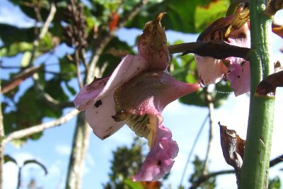 Eulophia horsfallii