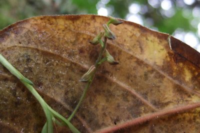 Polystachya sp.