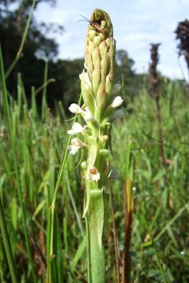 Satyrium sp.