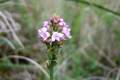 Disa sp.