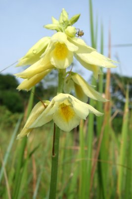 Eulophia sp.