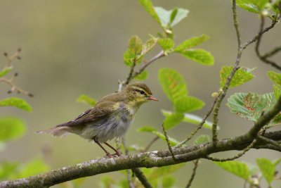 Wood Warbler (Phylloscopus sibilatrix)