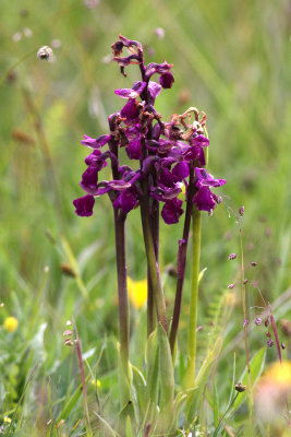 Green-winged Orchid (Anacamptis morio)