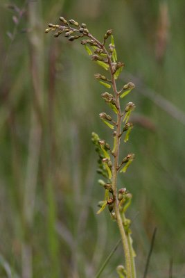 Common Twayblade (Listeria ovata)