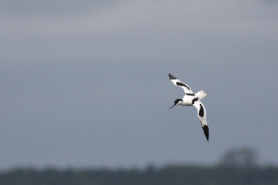 Pied Avocet (Recurvirostra avosetta)