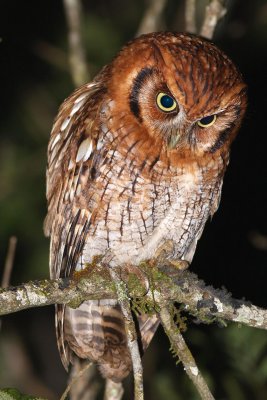 Tropical Screech-owl (Megascops choliba)