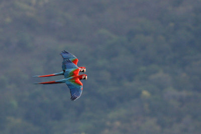 Red-and-green Macaw (Ara chloropterus)