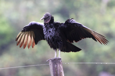 American Vultures