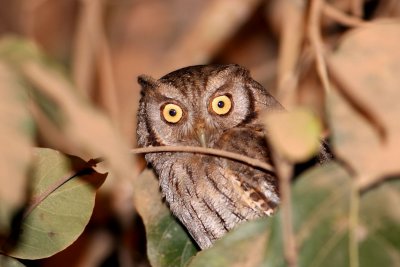 Tropical Screech-owl (Megascops choliba)