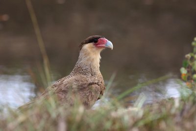 Southern Crested Caracara (Caracara plancus)