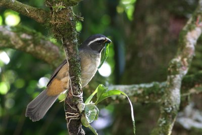 Thick-billed Saltator (Saltator maxillosus)