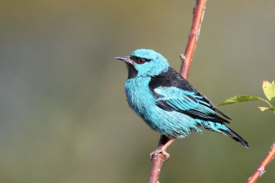 Blue Dacnis (Dacnis cayana)