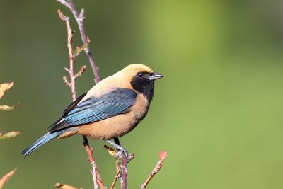 Burnished-buff Tanager (Tangara cayana)