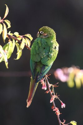 Maroon-bellied Parakeet (Pyrrhura frontalis)