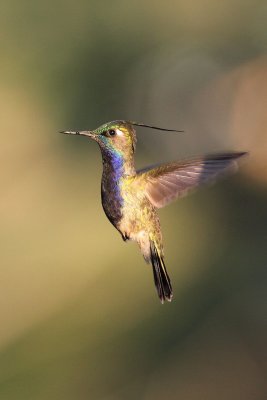 Green-crowned Plovercrest (Stephanoxis lalandi)