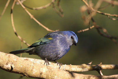 Golden-chevroned Tanager (Tangara ornata)