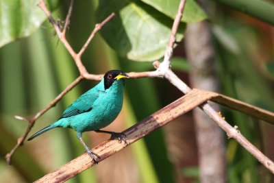 Green Honeycreeper (Chlorophanes spiza)