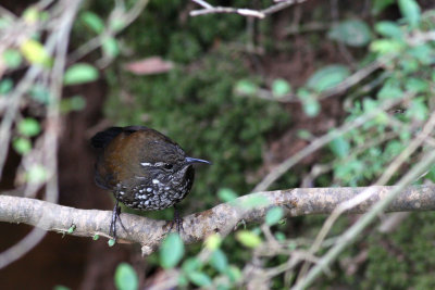 Sharp-tailed Streamcreeper (Lochmias nematura)