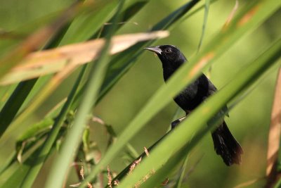 Unicolored Blackbird (Agelasticus cyanopus)