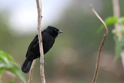 Chop Blackbird (Gnorimopsar chopi)
