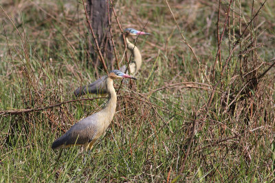 Whistling Heron (Syrigma sibilatrix)