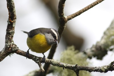 Bananaquit (Coereba flaveola)