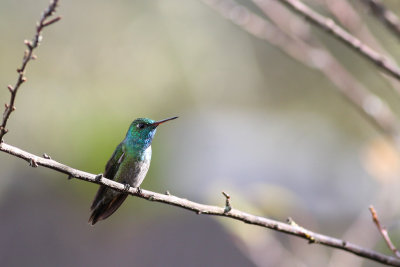 Versicolored Emerald (Agyrtria versicolor)