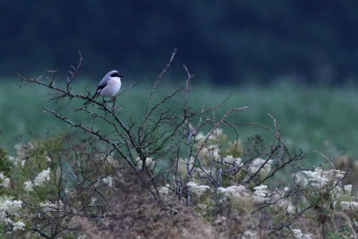 Lesser Grey Shrike (Lanius minor)