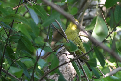 Louisiade White-eye (Zosterops griseotinctus)