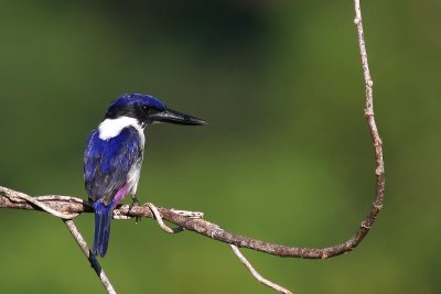 Ultramarine Kingfisher (Todiramphus leucopygius)