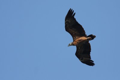 Sanford's Sea Eagle (Icthyophaga sanfordi)