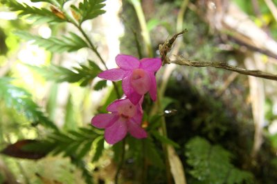 Dendrobium sp.