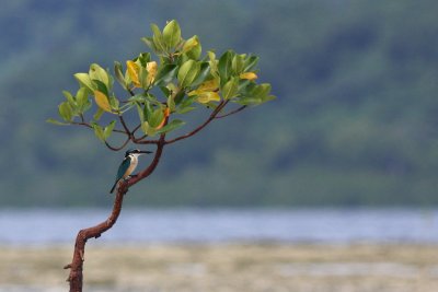 Sacred Kingfisher (Todiramphus sanctus)