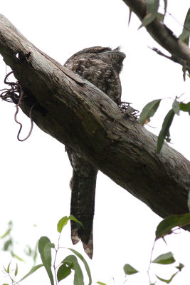 Marbled Frogmouth (Podargus ocellatus)