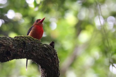 Brown-headed Paradise Kingfisher (Tanysiptera danae)