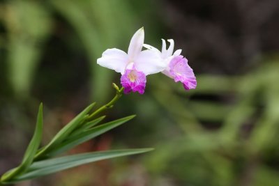 Grass-Like Leaf Arundina - Bamboo Orchid (Arundina graminifolia)